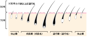 ムダ毛処理徹底研究 ムダ毛が生える仕組み